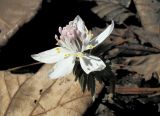 Eranthis stellata. Цветок.Владивосток. Ботанический сад-институт ДВО РАН. 31 марта 2011 г.