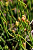 View full-size image Ephedra distachya