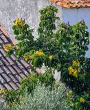 View full-size image Markhamia lutea