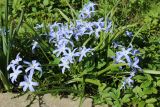 View full-size image Chionodoxa luciliae