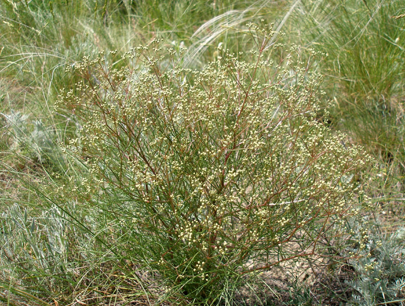 Image of Trinia muricata specimen.