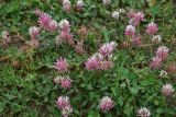 View full-size image genus Trifolium