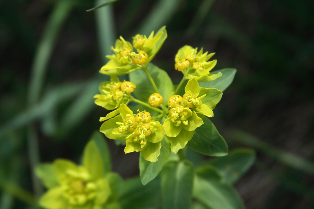 Image of Euphorbia sarawschanica specimen.