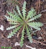 genus Taraxacum