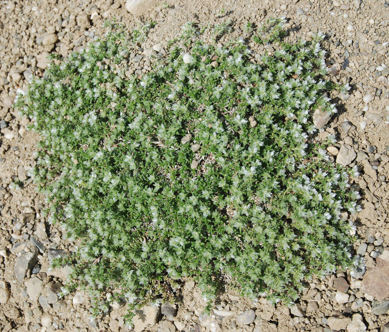 Image of Paronychia cephalotes specimen.