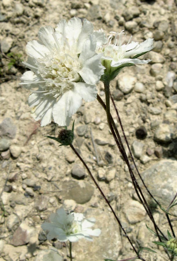 Image of Lomelosia argentea specimen.