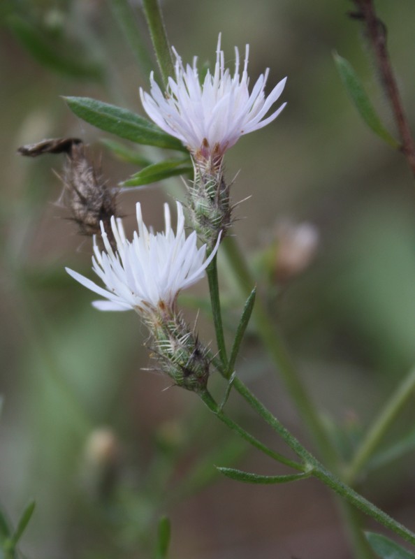 Изображение особи Centaurea diffusa.