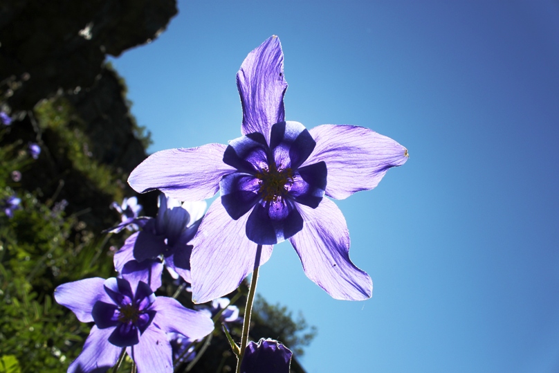 Image of Aquilegia glandulosa specimen.