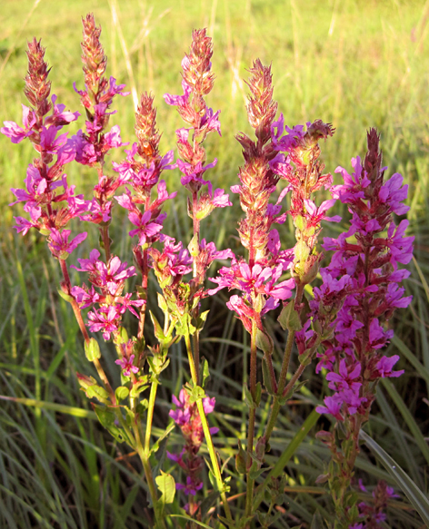 Изображение особи Lythrum salicaria.