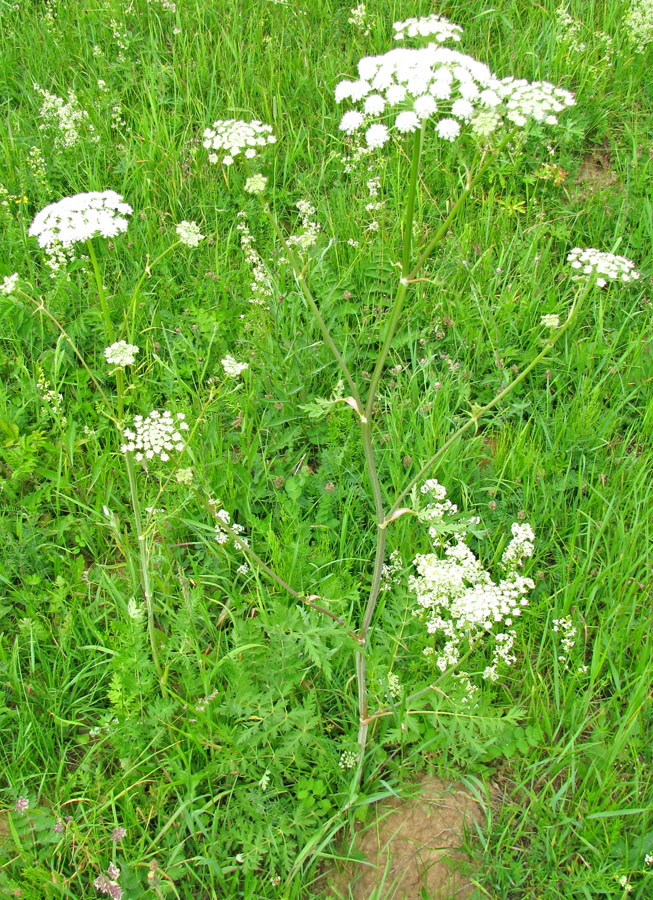 Image of Seseli libanotis specimen.