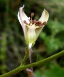 Delphinium turkmenum. Цветок в разрезе. Копетдаг, Чули. Май 2011 г.