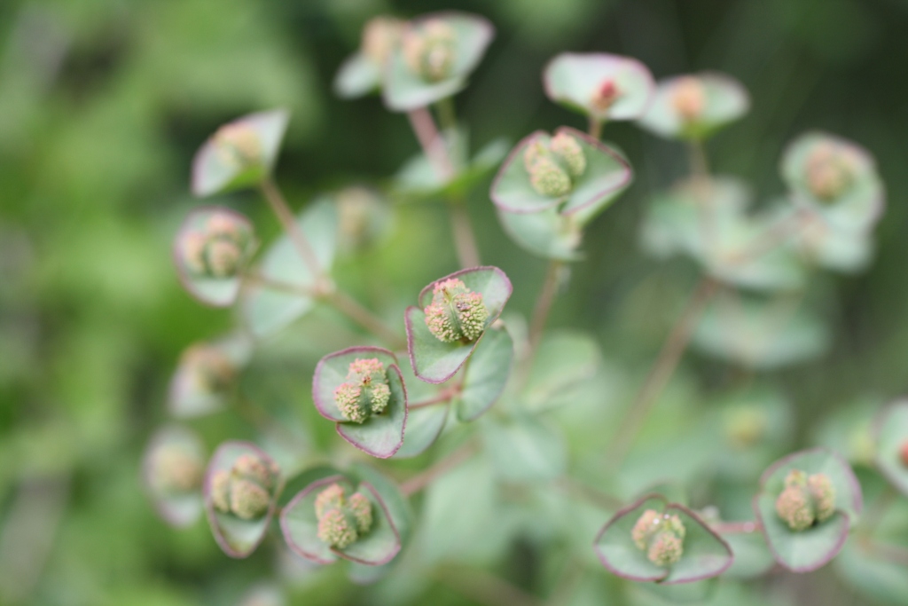 Изображение особи Euphorbia condylocarpa.