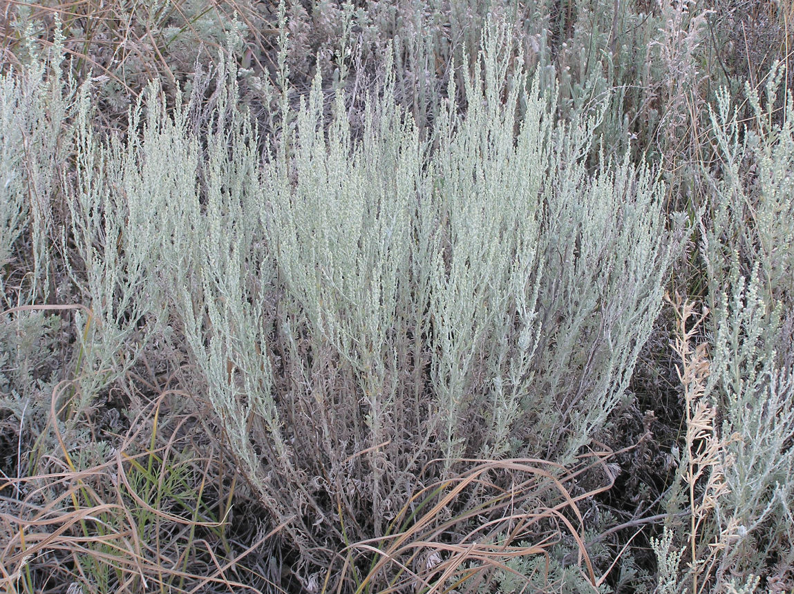 Image of Artemisia nitrosa specimen.