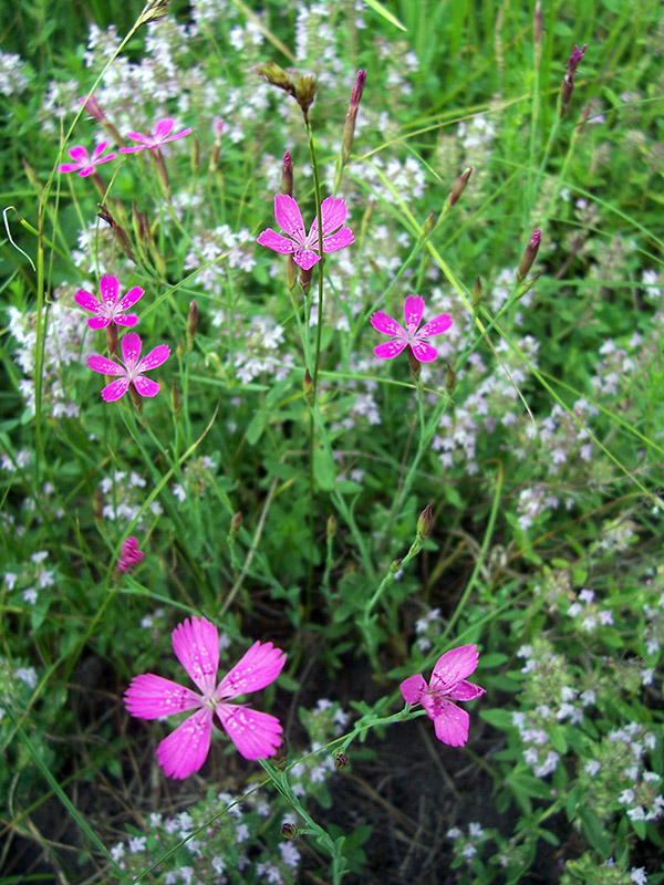 Image of Dianthus deltoides specimen.