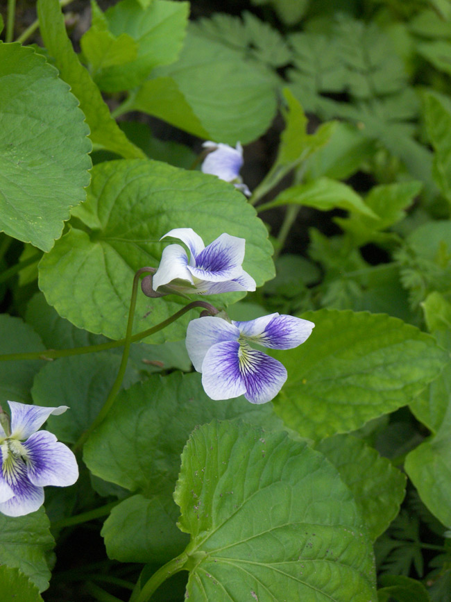 Image of Viola sororia specimen.