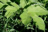 Heracleum sphondylium. Конечные доли листа. Германия, г. Кемпен, на лугу. 13.05.2012.