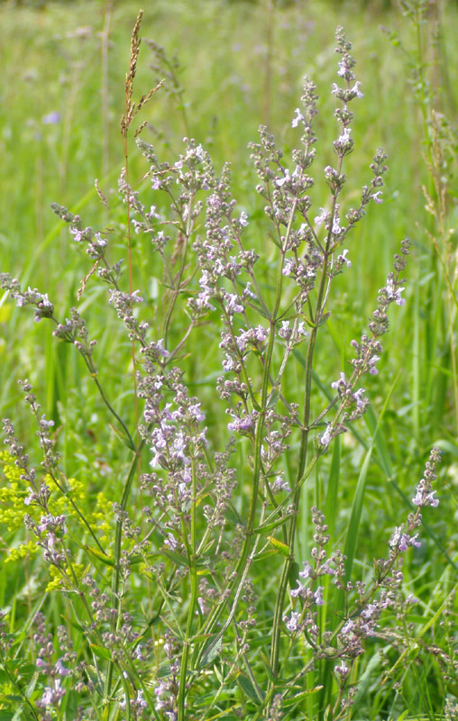 Image of Nepeta nuda specimen.