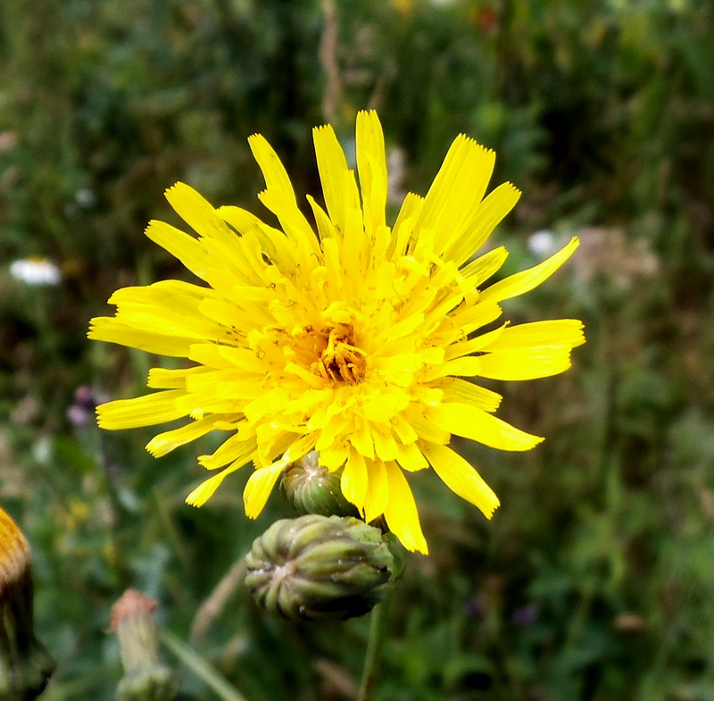 Image of Sonchus arvensis ssp. uliginosus specimen.