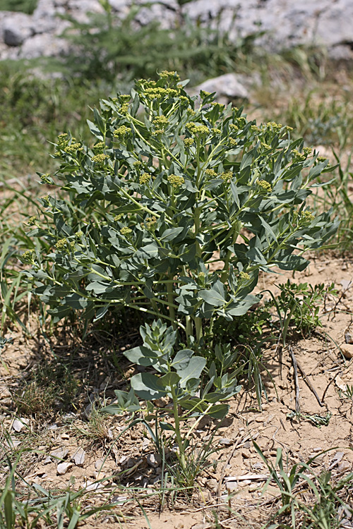 Image of Haplophyllum latifolium specimen.