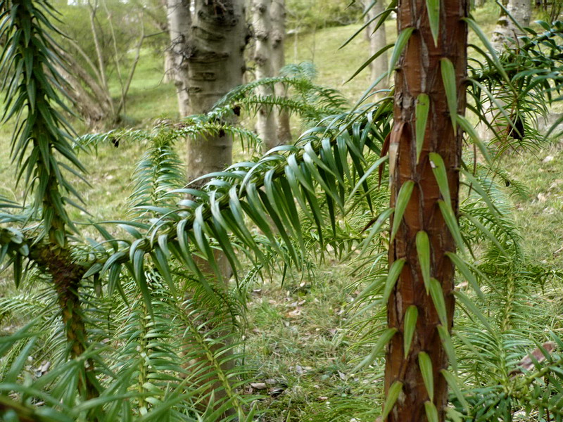 Изображение особи Cunninghamia lanceolata.