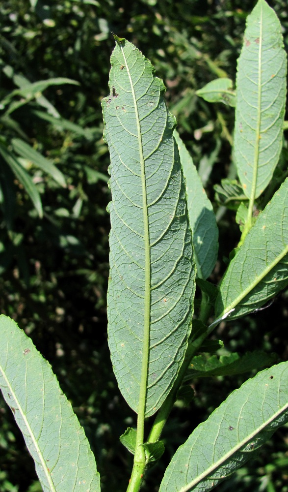 Image of Salix &times; tetrapla specimen.