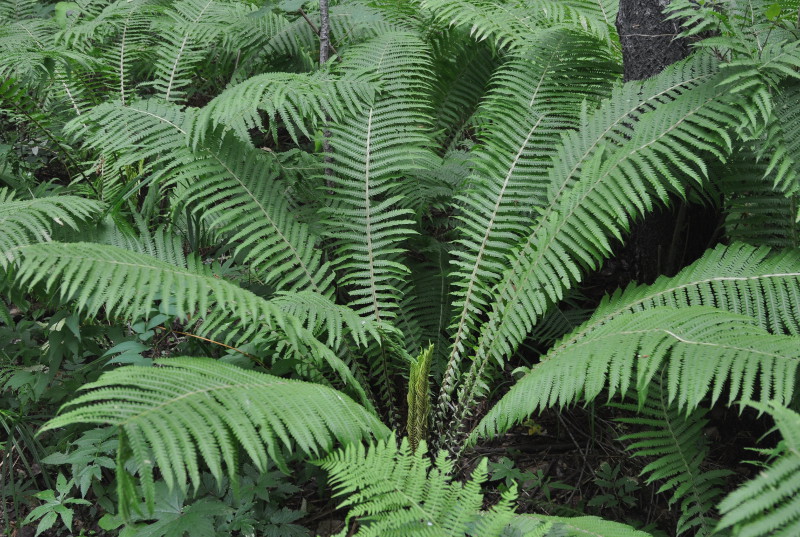 Image of Matteuccia struthiopteris specimen.