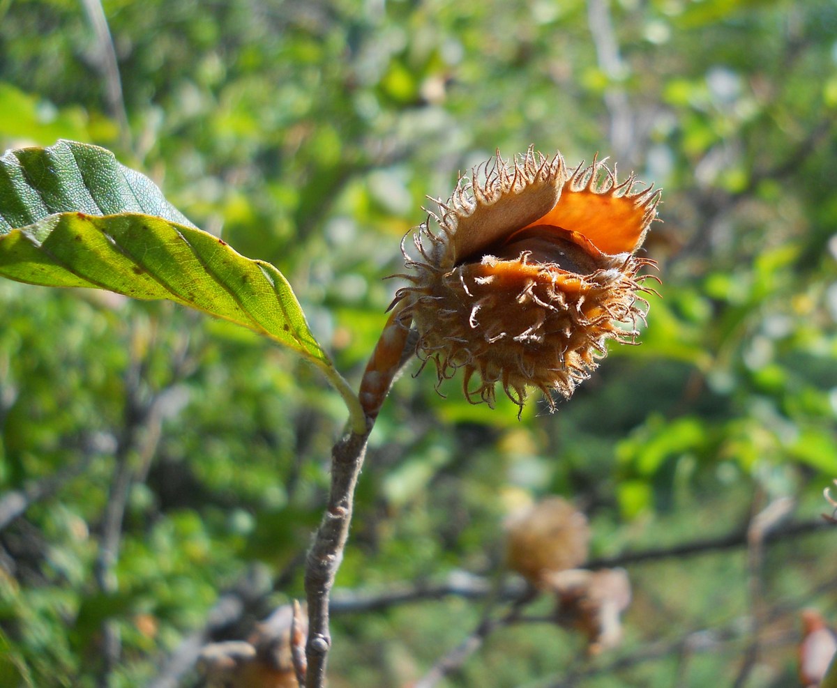 Image of Fagus &times; taurica specimen.