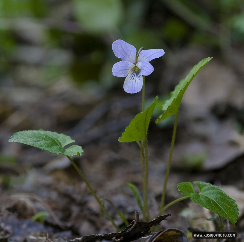 Изображение особи Viola selkirkii.