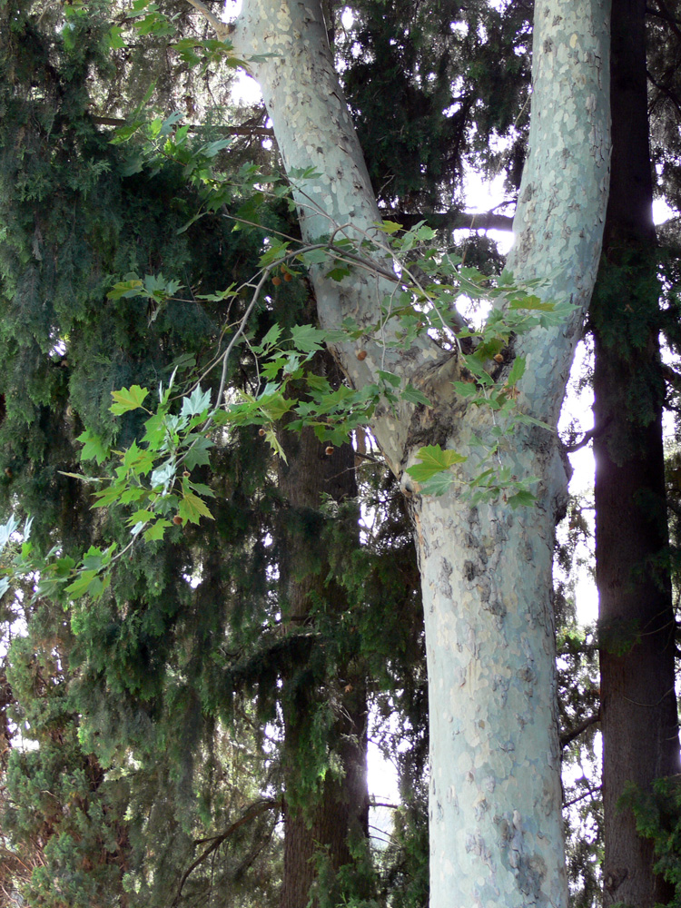 Image of Platanus &times; acerifolia specimen.