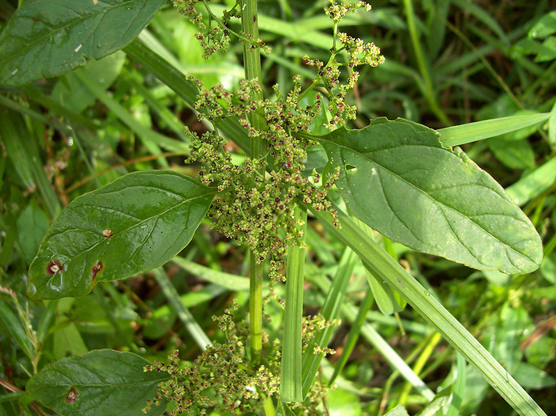 Изображение особи Lipandra polysperma.