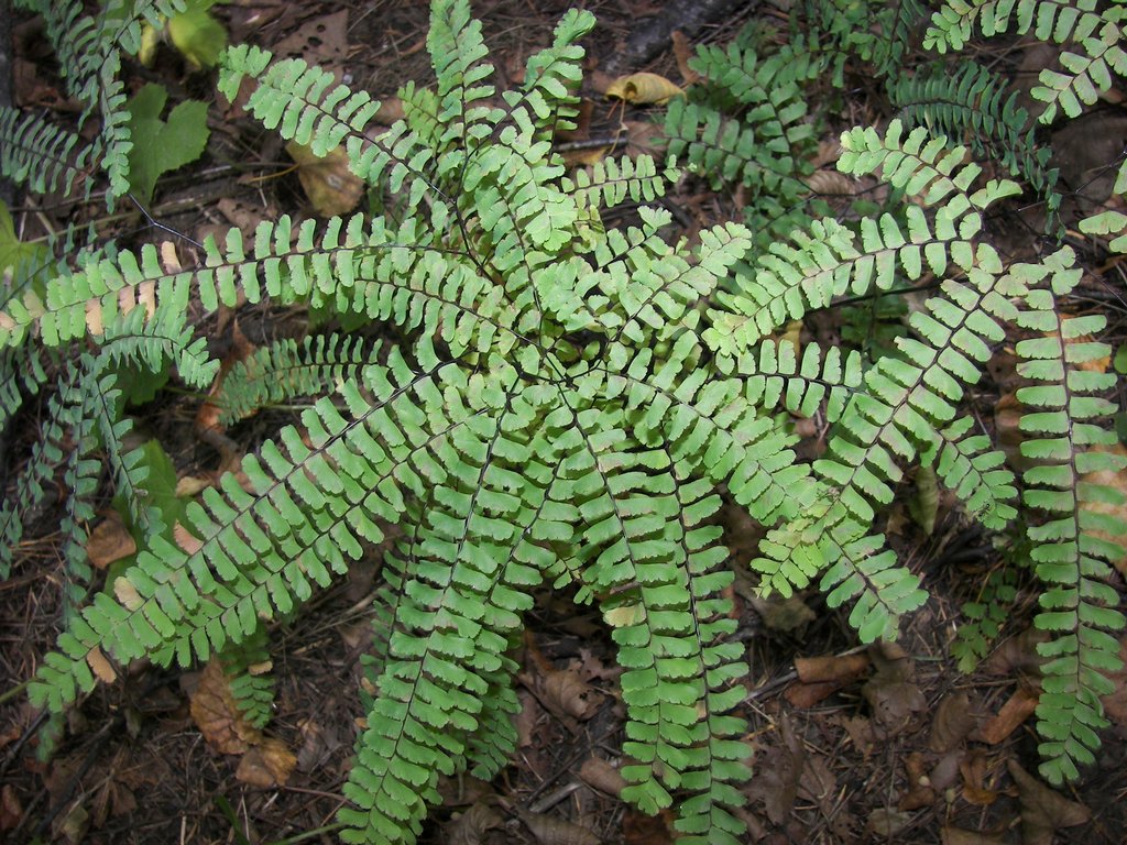 Изображение особи Adiantum pedatum.