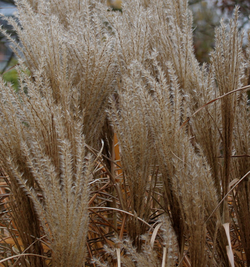 Image of Miscanthus sinensis specimen.