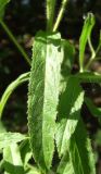 Epilobium hirsutum. Лист. Тульская обл., Плавский р-н, окр. пос. Молочные Дворы. 11.08.2009.