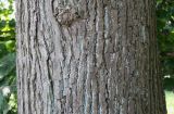 Pterocarya fraxinifolia. Средняя часть ствола взрослого дерева. Германия, г. Krefeld, ботанический сад. 16.09.2012.