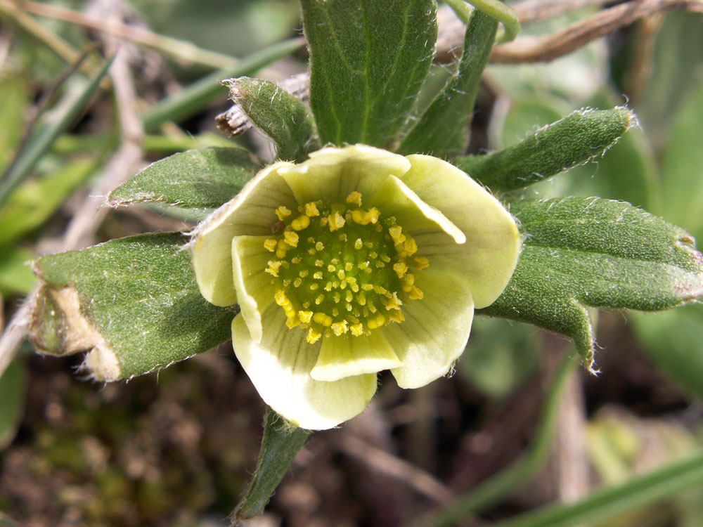 Image of Pulsatilloides obtusiloba specimen.