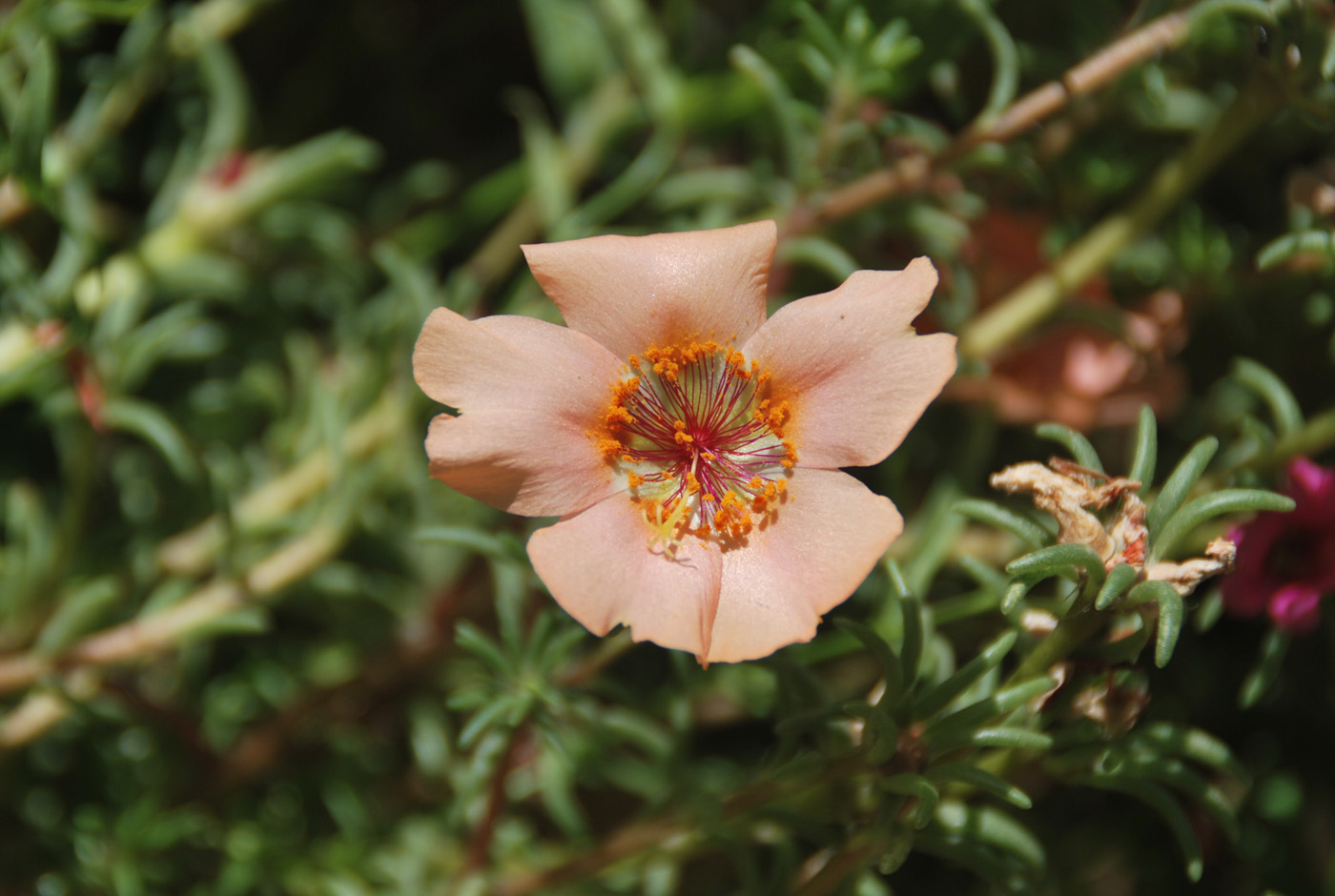 Image of Portulaca grandiflora specimen.