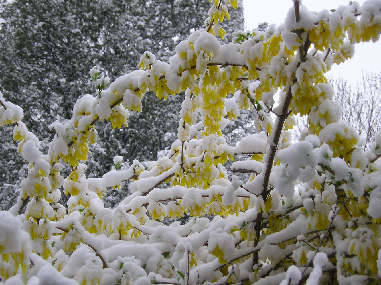 Image of genus Forsythia specimen.