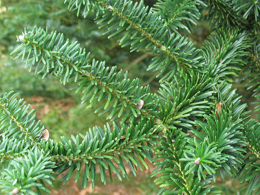 Image of Abies koreana specimen.