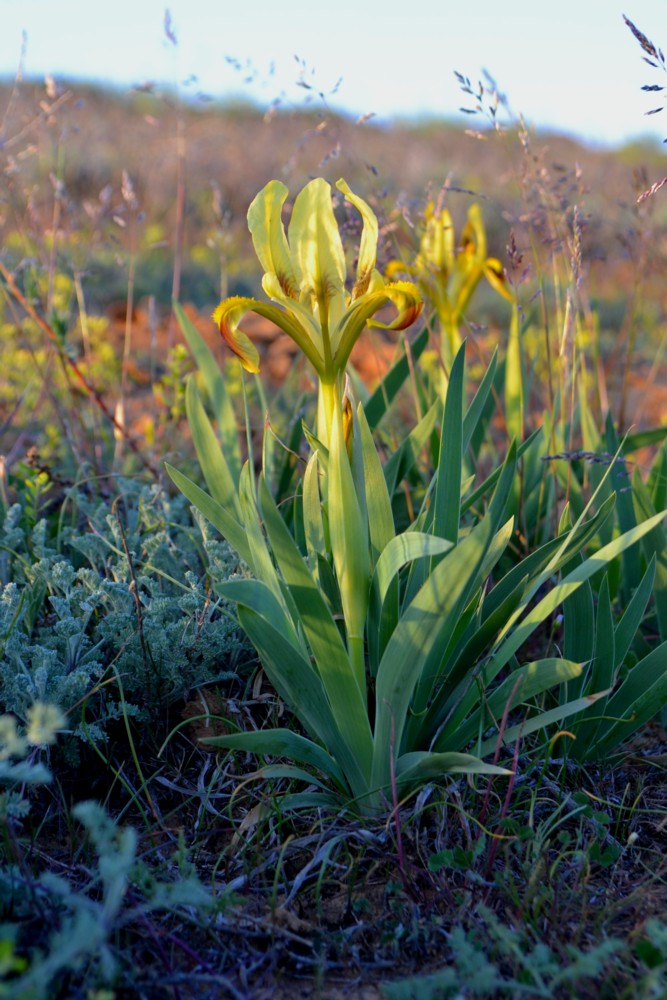 Image of Iris pumila specimen.