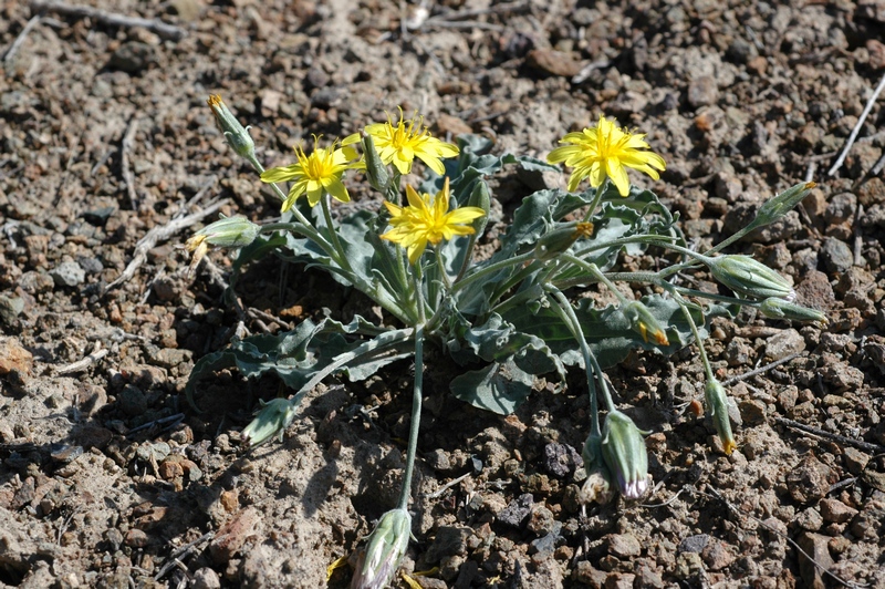 Изображение особи Scorzonera circumflexa.