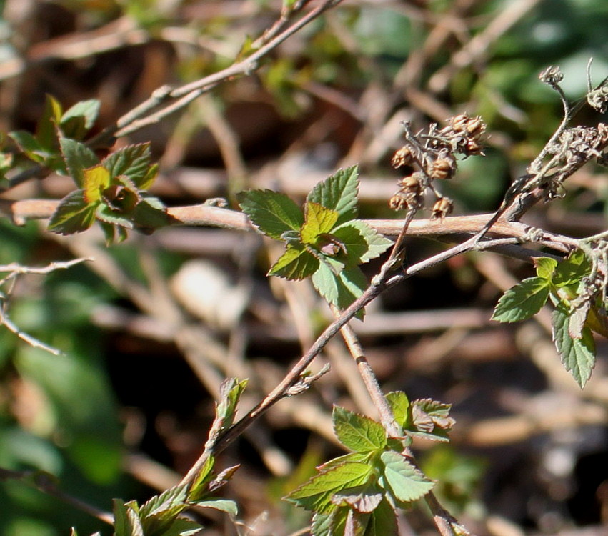 Image of Spiraea decumbens specimen.