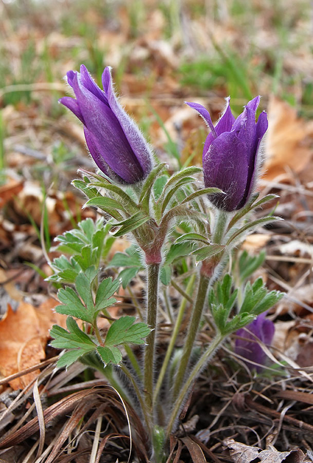 Изображение особи Pulsatilla chinensis.