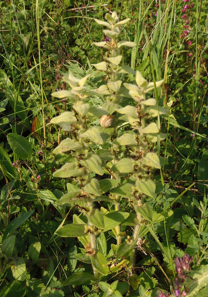 Image of Ajuga laxmannii specimen.