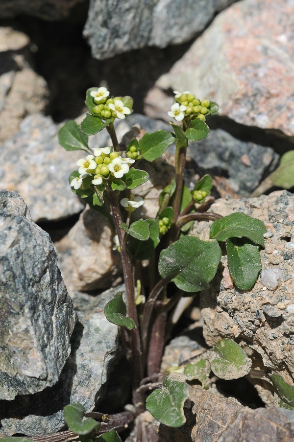 Изображение особи Taphrospermum altaicum.