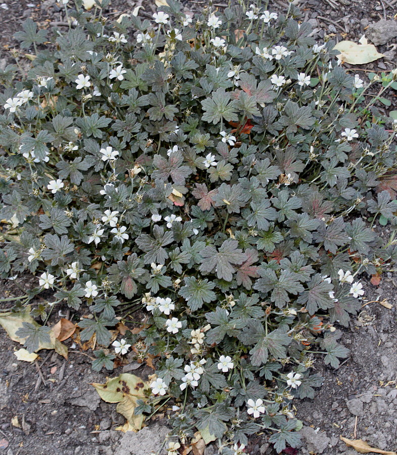 Image of genus Geranium specimen.