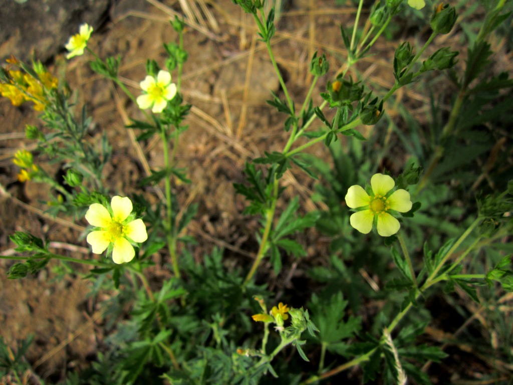 Image of Potentilla heidenreichii specimen.