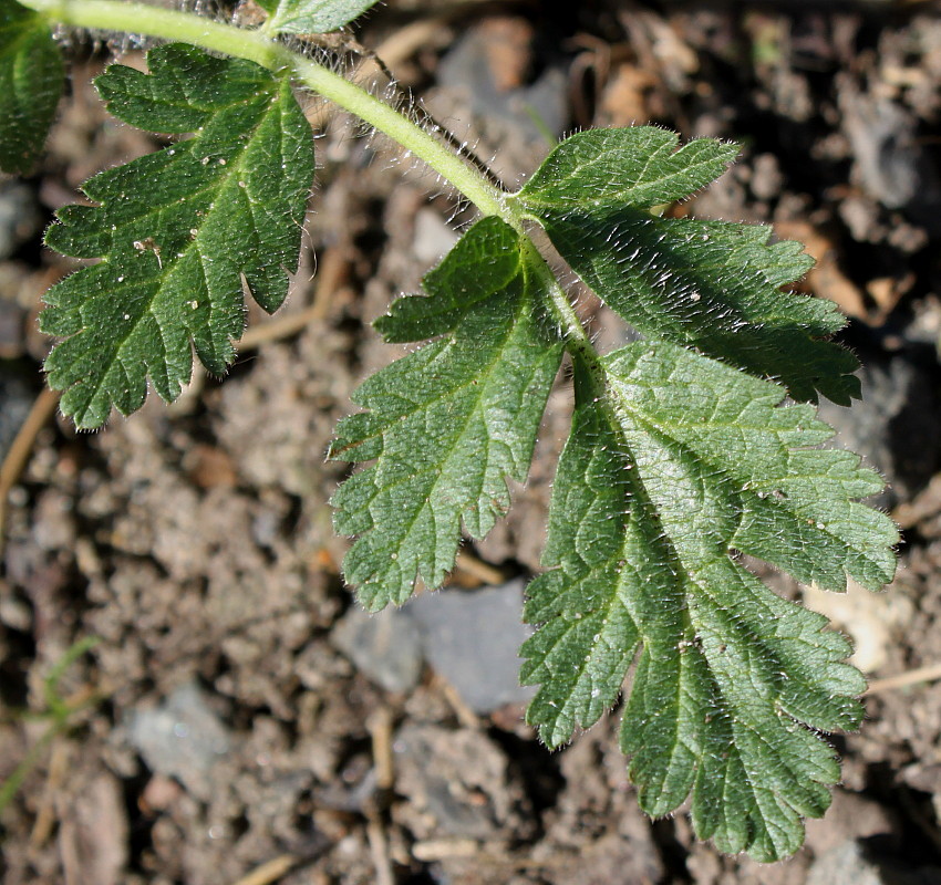 Image of genus Erodium specimen.