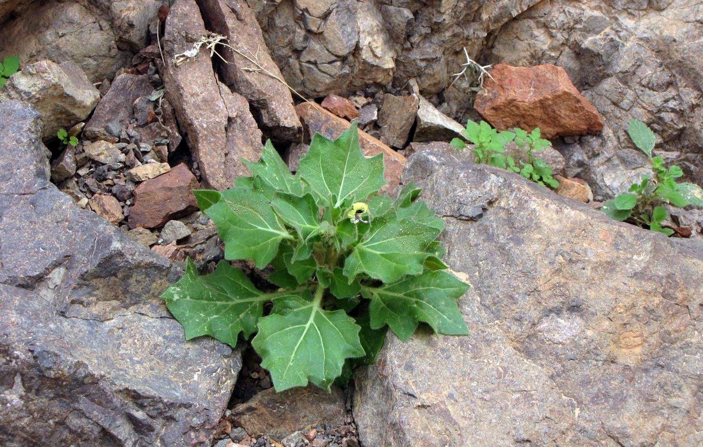 Изображение особи Hyoscyamus desertorum .