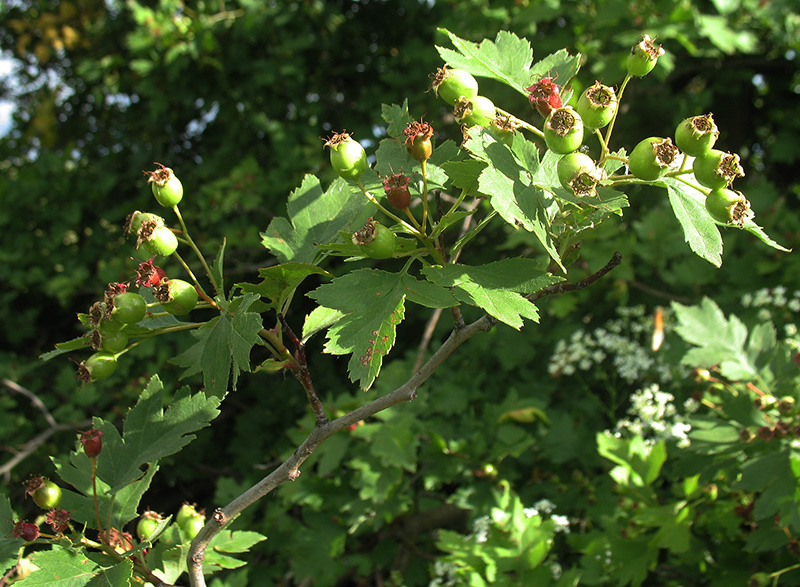 Image of Crataegus rhipidophylla specimen.