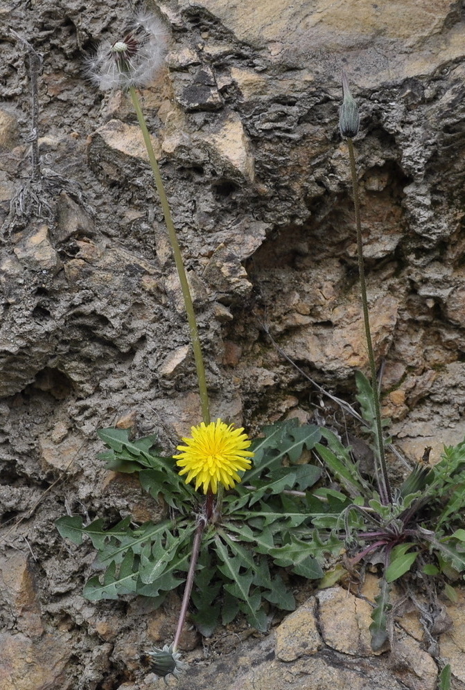 Изображение особи род Taraxacum.